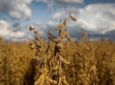 Agro brasileiro deve crescer 15,5% em área plantada até 2034